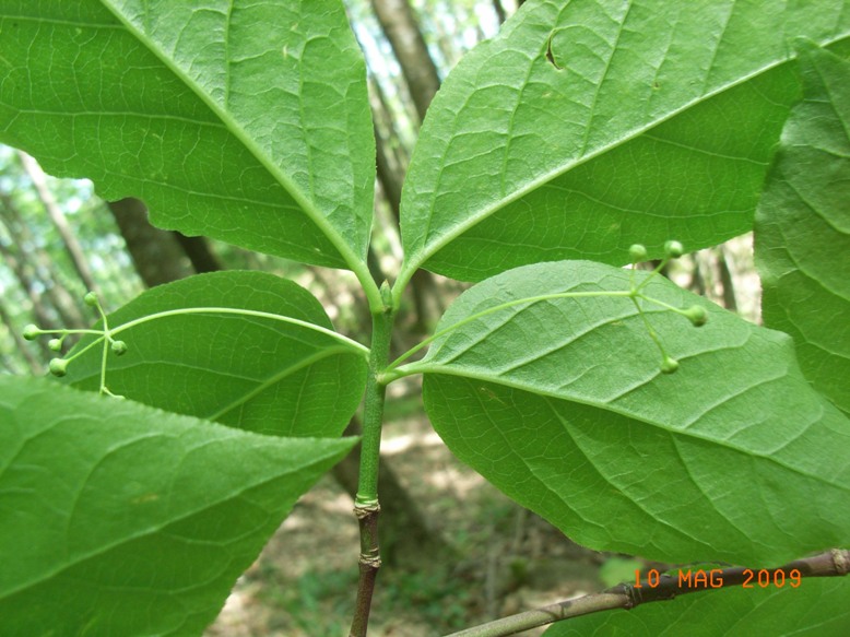 Euonymus latifolius / Fusaggione maggiore